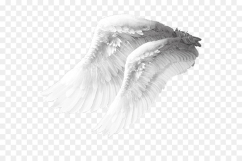 Angel wing Columbidae Bird - Angel wings material Angel wing Columbidae Bird - Angel wings material
