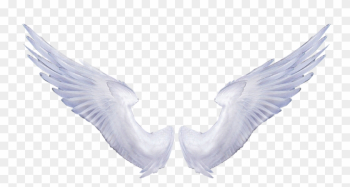 Angel Wings Transparent Background - Real Angel Wings Png