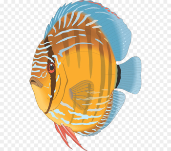 Angelfish Discus Aquarium Tropical fish - yi Angelfish Discus Aquarium Tropical fish - yi