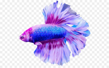 Angelfish Discus Blog - Discus fish Angelfish Discus Blog - Discus fish