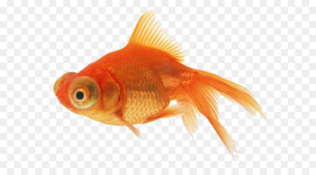 Angelfish Goldfish - Orange goldfish Angelfish Goldfish - Orange goldfish