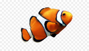 Angelfish Maroon clownfish Clip art - Seafood Clown Fish Yellow 