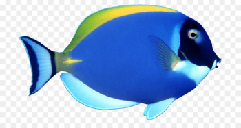 Angelfish Tropical fish Clip art - Fish Wallpaper Angelfish Tropical fish Clip art - Fish Wallpaper