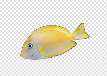 Angelfish Yellow Red, Colorful fish transparent background PNG clipart Angelfish Yellow Red, Colorful fish transparent background PNG clipart