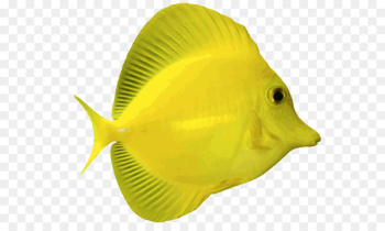 Angelfish Yellow tang Palette surgeonfish Clip art - Aquarium 