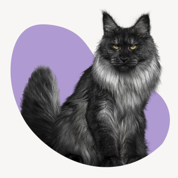 Angora cat blob shape sticker, | Free PSD - rawpixel Angora cat blob shape sticker, | Free PSD - rawpixel