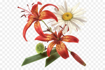 Animaatio Flower - flower Animaatio Flower - flower