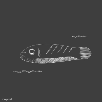 Animal aquarium aquatic | Free stock vector - 47019 Animal aquarium aquatic | Free stock vector - 47019