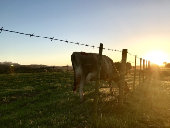 Animal Beside Fence Animal Beside Fence