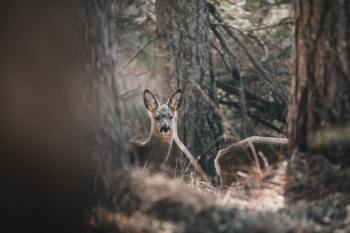 Animal Between Trees Animal Between Trees