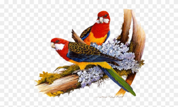 Animal - Birds On The Tree Animal - Birds On The Tree