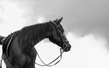 animal black portrait horses animal black portrait horses