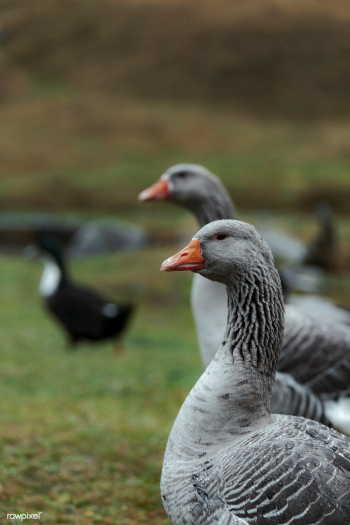 Animal desktop wallpaper | Free stock photo - 546961