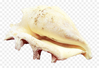 Animal Fat, Jaw, Conch, Shankha, Food PNG Animal Fat, Jaw, Conch, Shankha, Food PNG