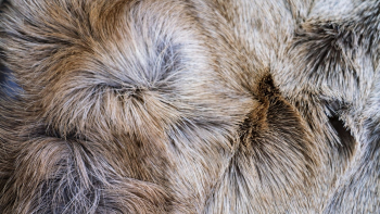 Animal fur texture desktop wallpaper, | Free Photo - rawpixel
