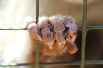 Animal Hand Animal Hand