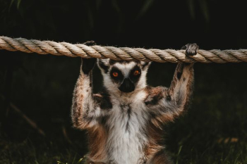 animal holding rope animal holding rope