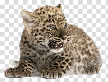 Animal, leopard cub transparent background PNG clipart Animal, leopard cub transparent background PNG clipart
