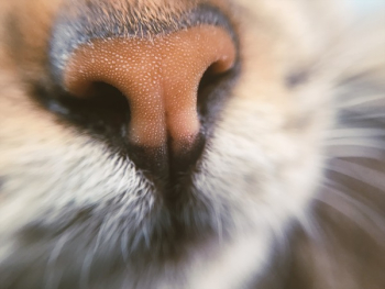 Animal Nose Animal Nose