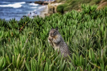 Animal on Plant