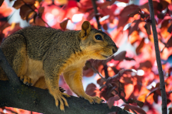 Animal On Tree Branch Animal On Tree Branch