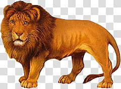 Animal s, lion illustration transparent background PNG clipart Animal s, lion illustration transparent background PNG clipart