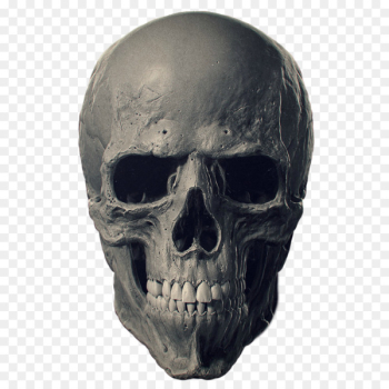 Animal Skulls Bone Human skeleton - skulls 