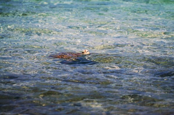 animal swimming on water animal swimming on water