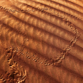 Animal Tracks in Brown Sand