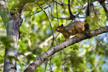 Animal Walking On Tree Branch Animal Walking On Tree Branch