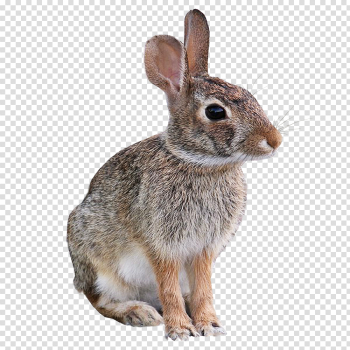 Animals and birds no background Animal and Bird images