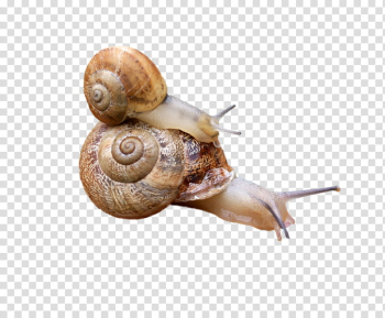 Animals , brown snail illustration transparent background PNG clipart Animals , brown snail illustration transparent background PNG clipart