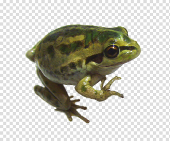Animals , green frog illustration transparent background PNG clipart Animals , green frog illustration transparent background PNG clipart