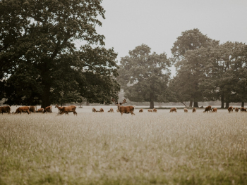 Animals in a Field Animals in a Field