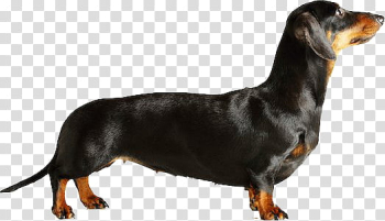 Animals s, black and tan dachshund transparent background PNG clipart