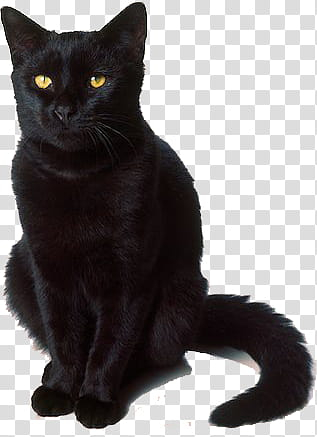 Animals s, black cat transparent background PNG clipart