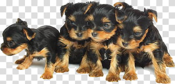 Animals s, brown-and-black Rotweiller puppies transparent background PNG clipart