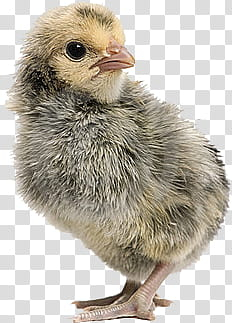 Animals s, gray and brown chick transparent background PNG clipart