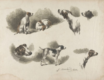 [Animals] Seven studies on hound | Free Photo - rawpixel