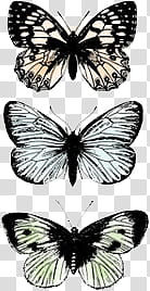 ANIMALS, three butterfly illustration transparent background PNG clipart ANIMALS, three butterfly illustration transparent background PNG clipart