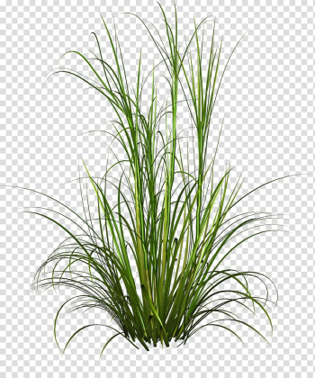 Animated green grass, Purple Fountain Grass Pennisetum alopecuroides Plant, Underbrush transparent background PNG clipart