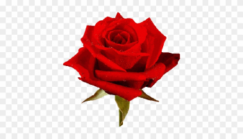 Animated Roses Images - Love You Rose Flower Animated Roses Images - Love You Rose Flower