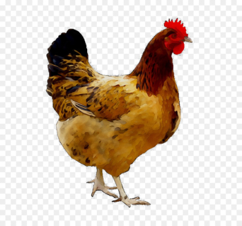 Anjani Natu Kodi Chicken Center Natukodi Poultry Food - Anjani Natu Kodi Chicken Center Natukodi Poultry Food -