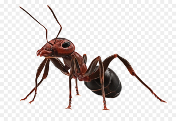 Ant, Insect, Royaltyfree PNG Ant, Insect, Royaltyfree PNG