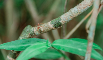 Ant on a Branch Ant on a Branch