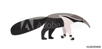 Anteater isolated on white background Anteater isolated on white background