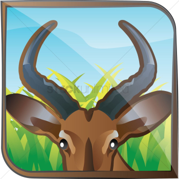 Antelope Antelope