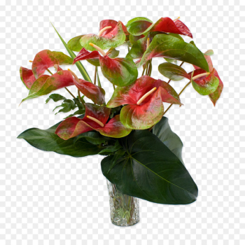 Anthurium andraeanum Easter lily Flower Rose Plant - tropical 