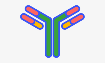 Antibody - Antibody Svg Transparent PNG - 505x413 - Free Download ...