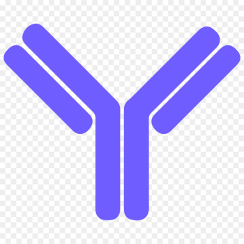 Antibody Letter B cell Clip art - others png download - 1000*1000 ...
